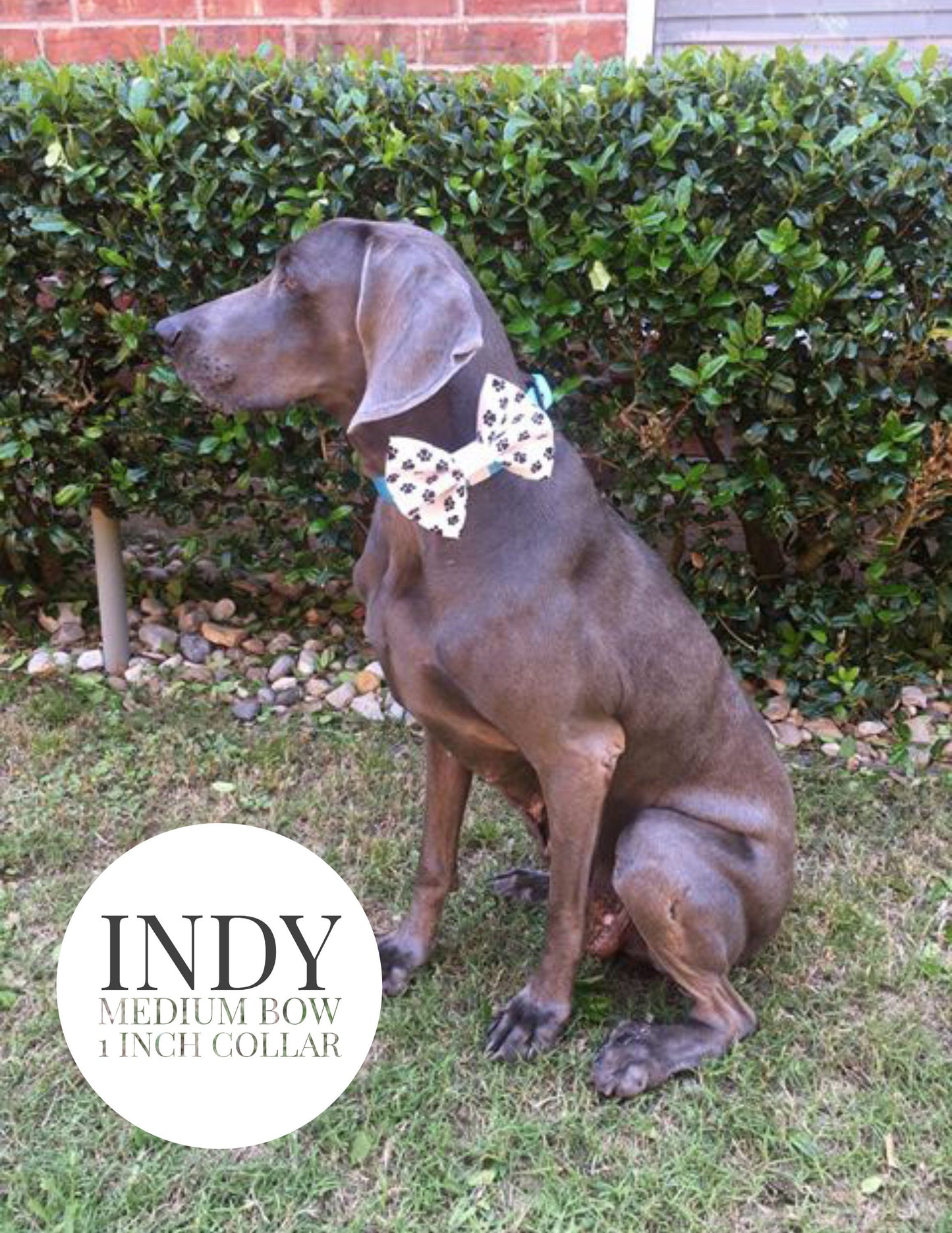 Paw Prints - Slip On Bow Tie