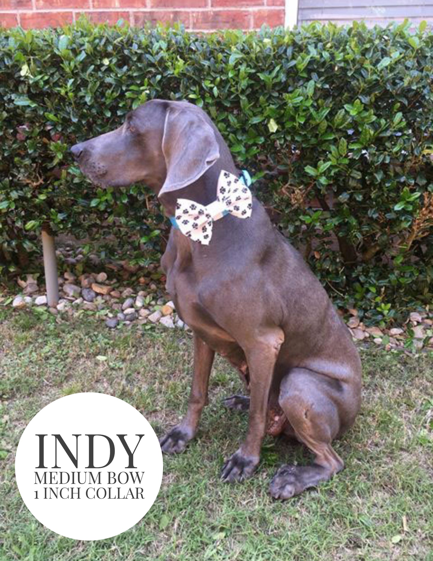 Red Scales - Slip On Bow Tie