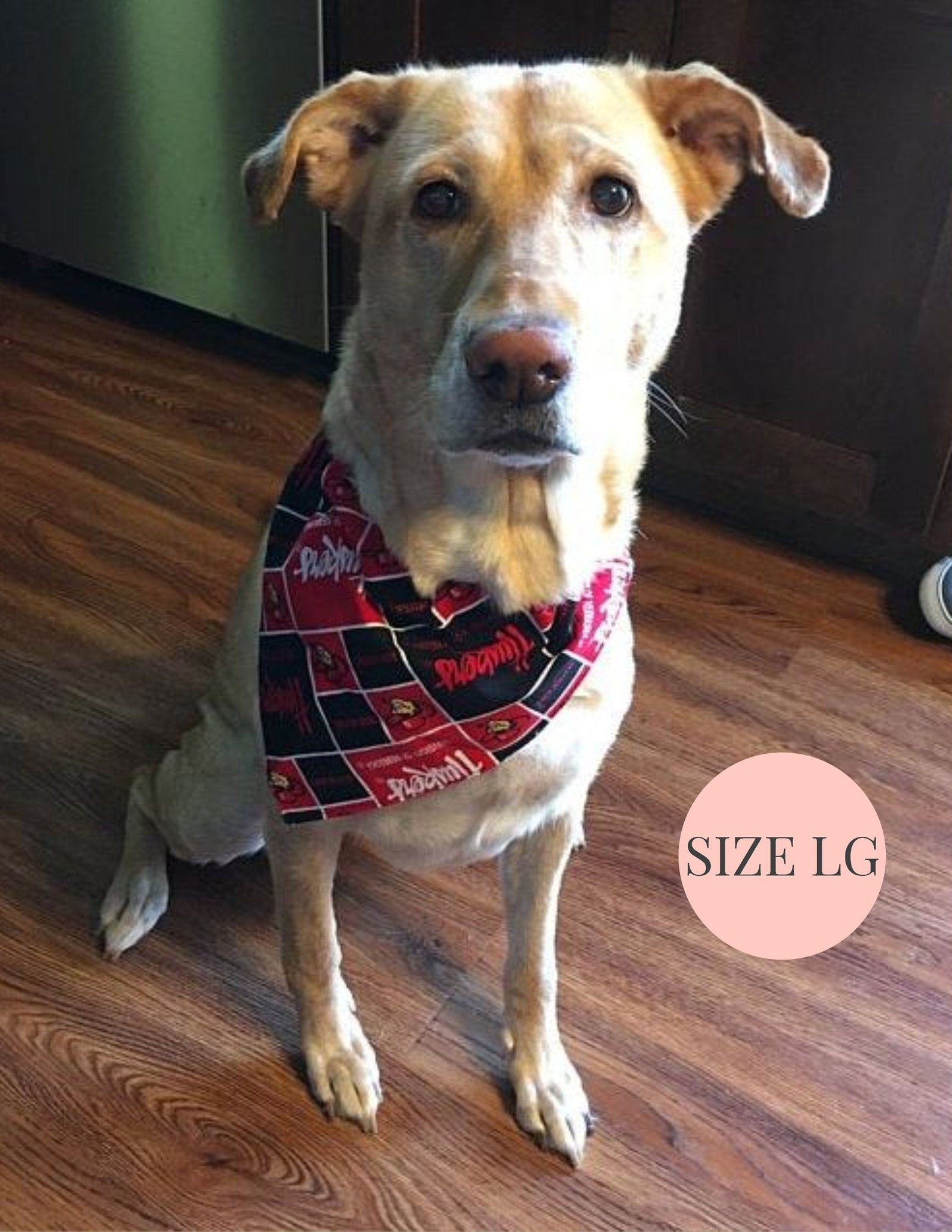House divided dog bandana online